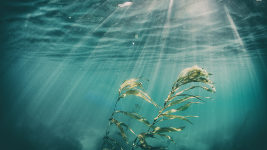 Im Meer bricht das Licht durch Algen und erzeugt faszinierende Schattenspiele im Wasser, die in verschiedenen Grüntönen, Türkis und Dunkelblau schillern.