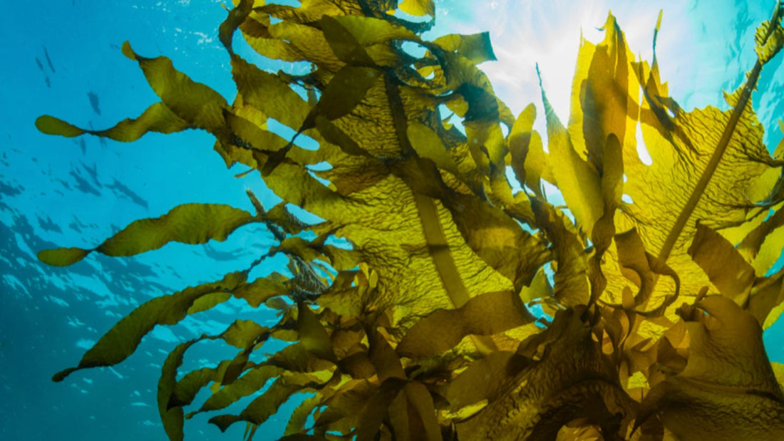 Seaweed in the ocean as a symbol for the fabrics of GOODEN Sportswear.