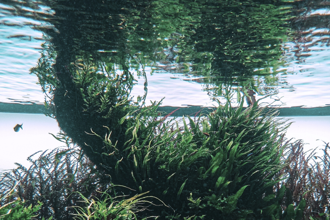 Braunalgen im Meer, die für die Herstellung der SeaCell™ Faser verwendet werden.